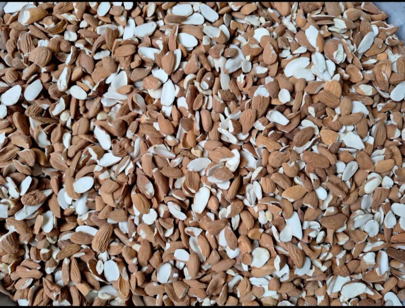 فروش و قیمت لپه مامایی